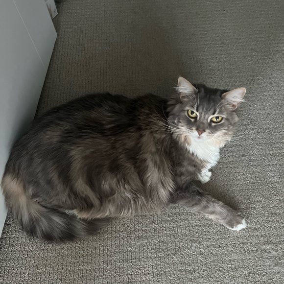 Please Read First! Meet Your Posher & Closet FAQ - Picture 5 of 8